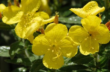 Oenothera çiçekleri çok narin ve güzeldir.