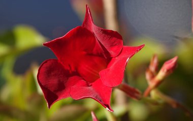 Çiçekler Canna sanginea, Zingiberales familyasından uzun ömürlü bir bitki türü..