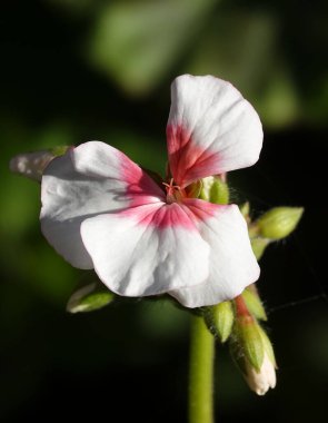 The flower of the Geranium plant or Crane is a perennial herbaceous plant of the Geraniaceae family clipart