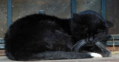 Pencere kenarında uyuyan beyaz bıyıklı kara kedi.