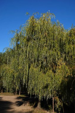 Ağaç Babil Söğüdü Parlak bir günde Sonbaharda Ormanda