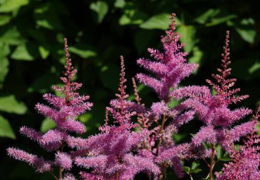 Astilbe chinensis Arendsii veya False Spiraea bitkisel bir bitkidir.