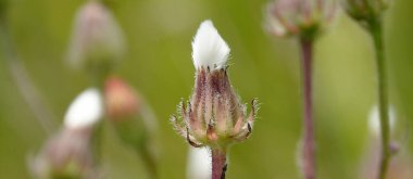 Ukrayna 'da yetişen küçük yaprak çiçekleri