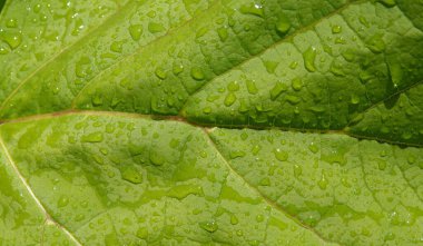 Su damlaları olan yeşil yaprak güneş tarafından aydınlatılıyor.