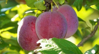 Erik meyveleri yazın güneşin altında ağaç dallarında olgunlaşır.
