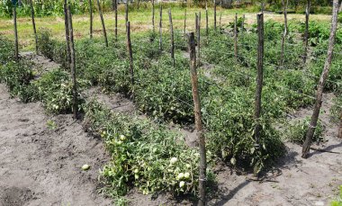 Ukrayna köyünde yataklı sebze bahçesi