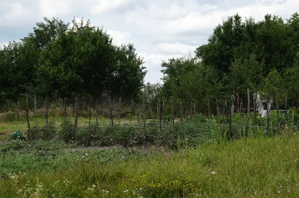 Ukrayna köyünde yataklı sebze bahçesi