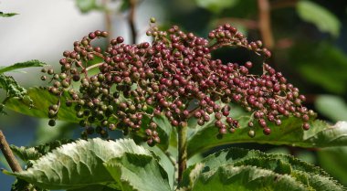 Bir çalılığın dallarında bir sürü siyah mürver var.