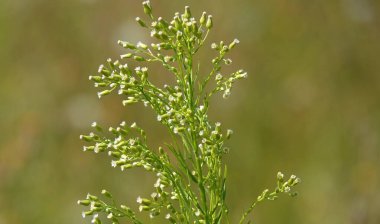 Kanada pireli bitkisinin beyaz çiçekleri, Asteraceae familyasından bir bitki cinsidir.