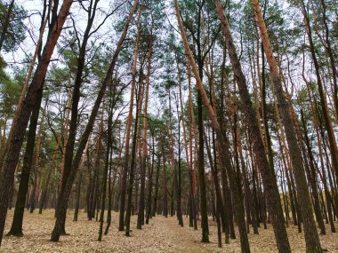 Ukrayna 'da kozalaklı bir ormanda ilkbaharın başlarında