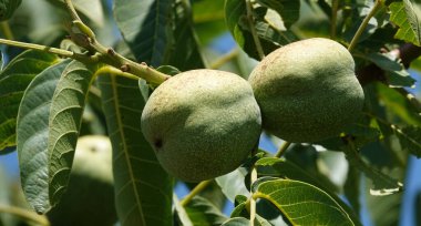 Kabuktaki bir ağaç dalında ceviz yetişiyor.