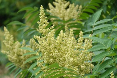 Bitki Staghorn sumac, durgun sumac, sirke ağacı, kısa saçlı sumac, büyük Virginia sumac, Sumac familyasından bir bitki türü.