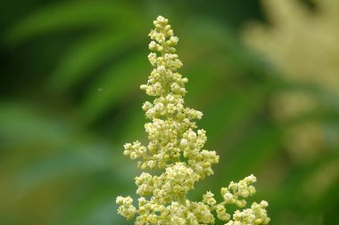 Bitki Staghorn sumac, durgun sumac, sirke ağacı, kısa saçlı sumac, büyük Virginia sumac, Sumac familyasından bir bitki türü.