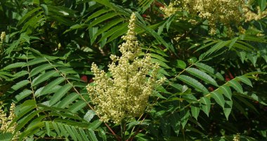 Bitki Staghorn sumac, durgun sumac, sirke ağacı, kısa saçlı sumac, büyük Virginia sumac, Sumac familyasından bir bitki türü.