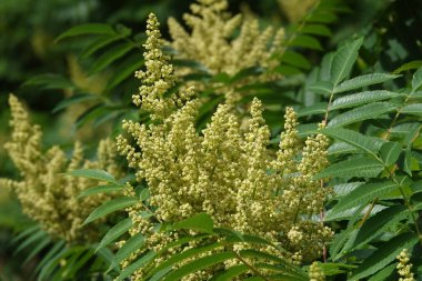 Bitki Staghorn sumac, durgun sumac, sirke ağacı, kısa saçlı sumac, büyük Virginia sumac, Sumac familyasından bir bitki türü.
