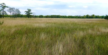                                Yaz tarlasında çimenler ve ormanlar ufukta yaz sıcağında gün boyunca