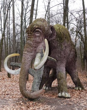 Kyiv, Ukrayna 27 Ocak 2025: Ulusal Yaşam ve Çevre Bilimleri Üniversitesi Botanik Bahçesi topraklarında dev bir mamutun heykeli