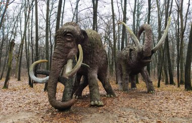 Kyiv, Ukrayna 27 Ocak 2025: Ulusal Yaşam ve Çevre Bilimleri Üniversitesi Botanik Bahçesi topraklarında dev bir mamutun heykeli