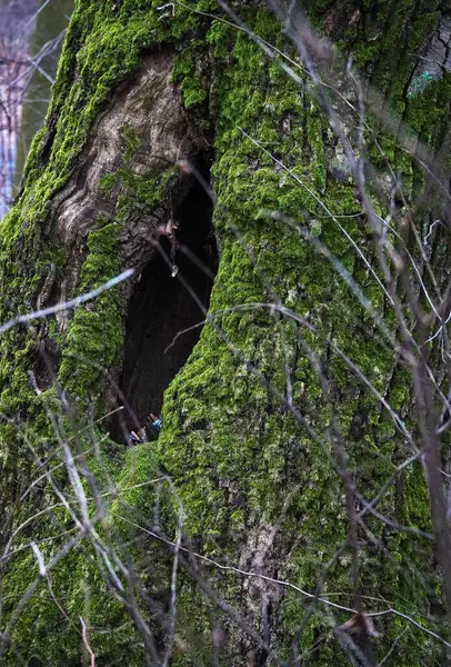 Sonbahar ormanında ormandaki yeşil yosunlarla kaplanmış bir çukur.