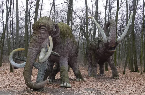 Kyiv, Ukrayna 27 Ocak 2025: Ulusal Yaşam ve Çevre Bilimleri Üniversitesi Botanik Bahçesi topraklarında dev bir mamutun heykeli