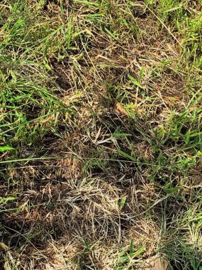 tarlada çimenli gizli kurbağa