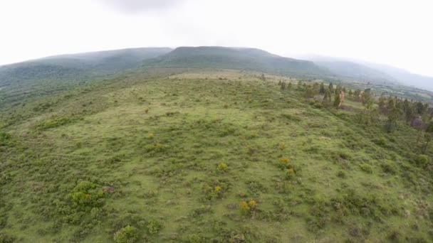 山の中に木や牛がいる草の多い土地の空中ドローン映像 高品質4K映像 — ストック動画