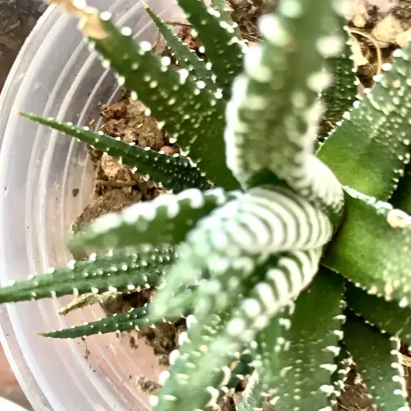 Zebra Haworthia 'nın yemyeşil yapraklar üzerindeki belirgin beyaz çizgilerini gösteren, sulu bir yakın plan fotoğrafı..
