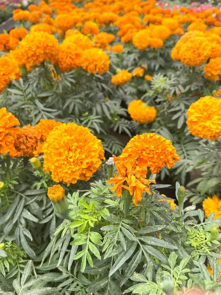 Canlı bir yakın plan, parlak turuncu kadife çiçeklerinden oluşan yoğun bir kümeyi yakalar. Tagetes erekte olur.
