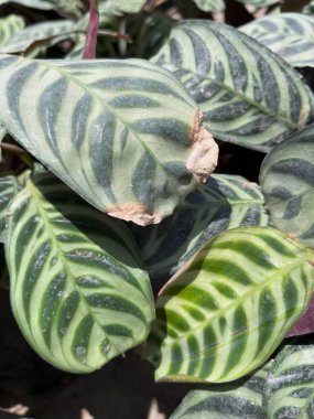  Yakın plan bir fotoğrafta bir zebra bitkisinin güzel desenli yaprakları yer alıyor. Muhtemelen Goeppertia zebrina, eski adıyla Calathea zebrina.