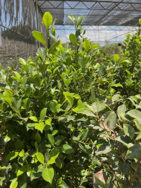 Yerba Mate Ilex paraguariensis bitkilerinin fidanlıkta büyümesi