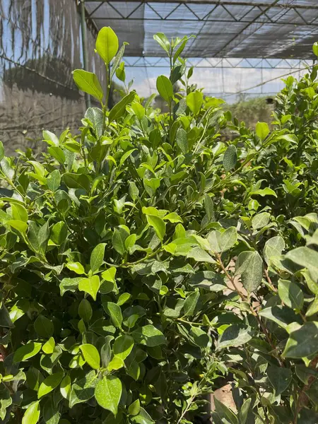 Yerba Mate Ilex paraguariensis bitkilerinin fidanlıkta büyümesi