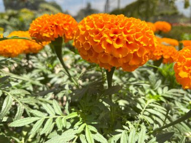 Detaylı bir yakın plan fotoğrafta zengin, dokulu turuncu kadife çiçekleri sergileniyor. Muhtemelen Tagetes erekta, Afrika kadife çiçekleri.