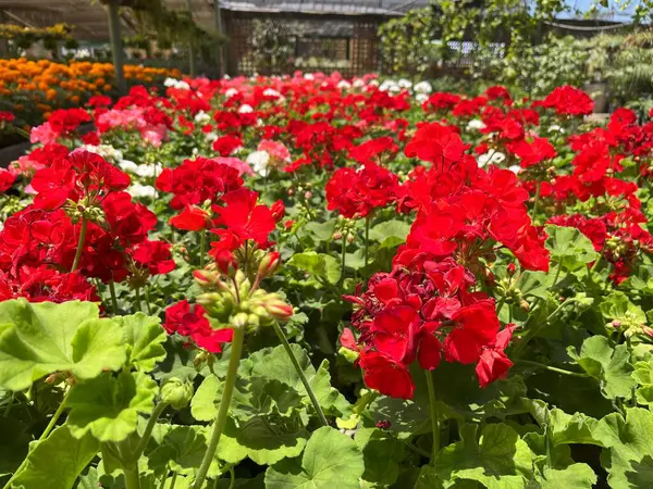 Canlı bir sahne, Pelargonium Rosat Group 'un kültüvarları da dahil olmak üzere, büyük olasılıkla Pelargonium zonale ya da zonal sardunyaların kırmızı ve beyaz sardunyalarını yakalar. 