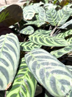  Yakın plan çekimde, muhtemelen önceden Calathea ornata olarak bilinen Goeppertia ornata adlı bir dua bitkisinin eşsiz desenli yaprakları gözlendi.
