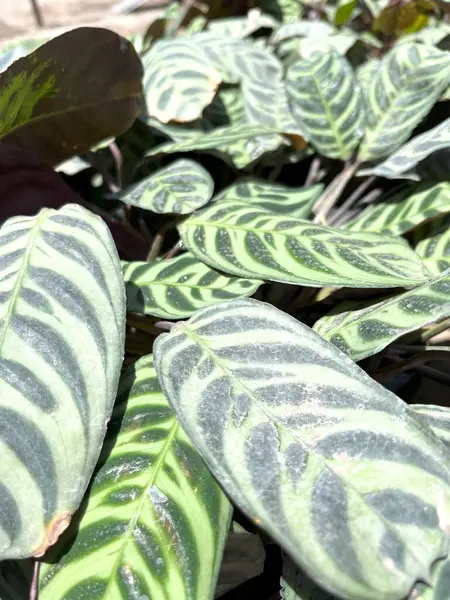  Yakın plan çekimde, muhtemelen önceden Calathea ornata olarak bilinen Goeppertia ornata adlı bir dua bitkisinin eşsiz desenli yaprakları gözlendi.