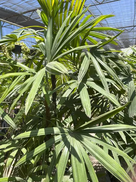  Canlı yeşil palmiye bitkilerinin manzarası, muhtemelen Rhapis Excelsa Lady Palm veya benzeri türler, çocuk yuvasında yetişiyor.