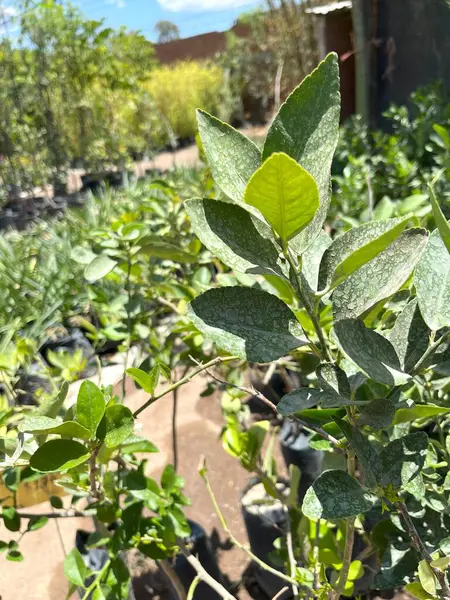 Canlı yeşil yapraklara ve Sweet Orange, Citron, Trifoliate Orange veya Trifoliate Orange gibi potansiyel bir Citrus çeşidi olan genç bir bitkinin gelişmekte olan dallarına odaklanan yakın çekim görüntüsü
