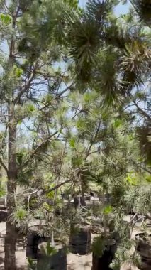 Çam ağaçlarının dalları ve iğnelerinden görüntü alıyor. Muhtemelen bir çocuk odası, orman ya da açık hava ekiminde.