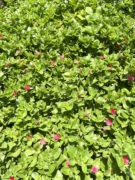 Canlı, yakın çekim dikey çekim yoğun bir yeşil yaprak kütlesi gösteriyor. Çok sayıda küçük pembe ya da kırmızı çiçekler karışıyor.