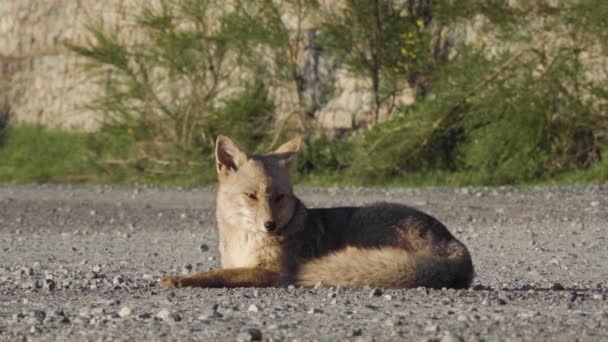 阿根廷巴塔哥尼亚的红狐7个湖畔日光浴 — 图库视频影像