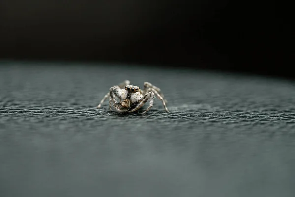 Macro photography of jumping spider, menemerus semilimbatus.Family Salticidae, feeding on an insect.