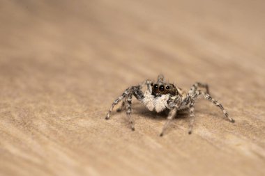 Macro photography of jumping spider, menemerus semilimbatus.Family Salticidae, feeding on an insect.