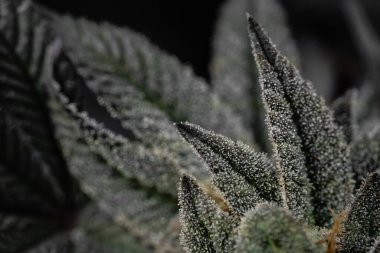 Çiçekli kapalı bir esrar tarlası. Canavis sativa bitkileri. Kapalı alandaki kenevir tarlaları çiçek açmış. Sativa ve indica kenevir bitkilerinin makro fotoğrafları.