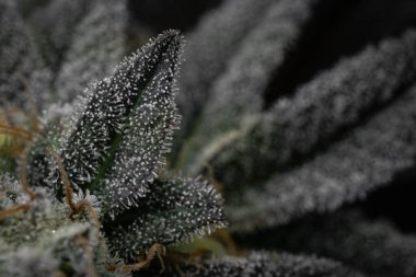 Çiçekli kapalı bir esrar tarlası. Canavis sativa bitkileri. Kapalı alandaki kenevir tarlaları çiçek açmış. Sativa ve indica kenevir bitkilerinin makro fotoğrafları.