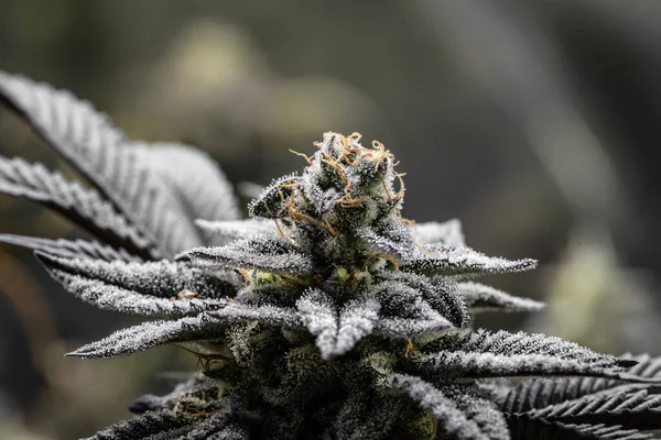 Çiçekli kapalı bir esrar tarlası. Canavis sativa bitkileri. Kapalı alandaki kenevir tarlaları çiçek açmış. Sativa ve indica kenevir bitkilerinin makro fotoğrafları.