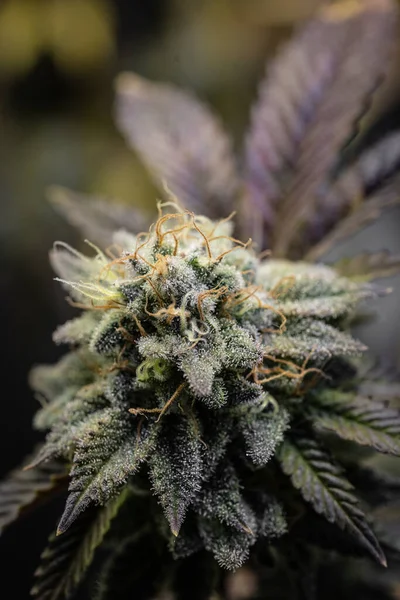Çiçekli kapalı bir esrar tarlası. Canavis sativa bitkileri. Kapalı alandaki kenevir tarlaları çiçek açmış. Sativa ve indica kenevir bitkilerinin makro fotoğrafları.