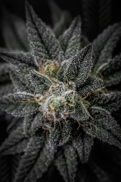 Çiçekli kapalı bir esrar tarlası. Canavis sativa bitkileri. Kapalı alandaki kenevir tarlaları çiçek açmış. Sativa ve indica kenevir bitkilerinin makro fotoğrafları.