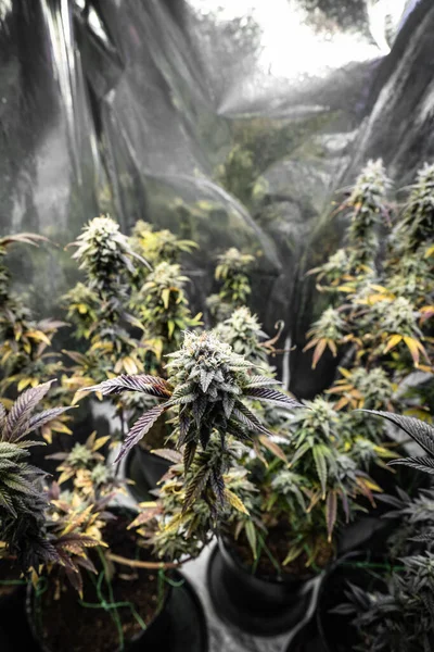 Çiçekli kapalı bir esrar tarlası. Canavis sativa bitkileri. Kapalı alandaki kenevir tarlaları çiçek açmış. Sativa ve indica kenevir bitkilerinin makro fotoğrafları.