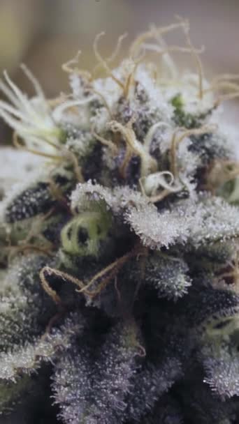Plantación Interior Cannabis Flor Fotografía Macro Flores Plantas Cannabis Sativa — Vídeos de Stock