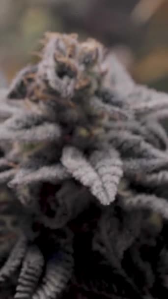 Indoor Cannabis Plantation Bloom Macro Photography Sativa Indica Cannabis Plant — Stock Video